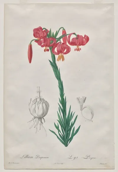 Lillium Pomponium (Turban Lily), plate 7 from Les Liliacées