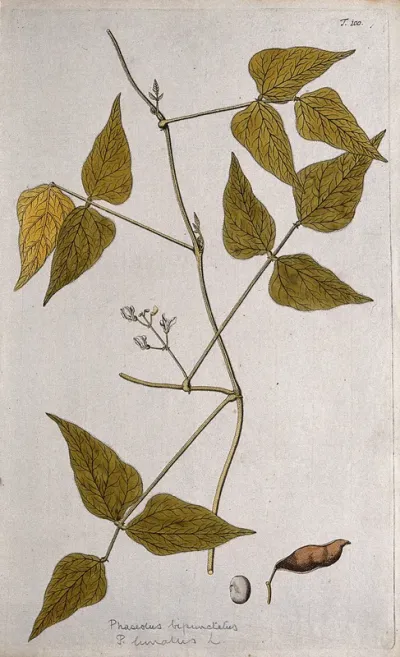 Lima bean (Phaseolus lunatus L.): flowering stem with separate fruit and seed