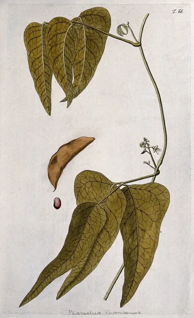 Lima bean (Phaseolus lunatus L.): flowering stem with separate pod and seed
