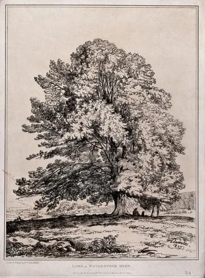 Lime tree (Tilia sp.) in open landscape at Waterstock, Oxfordshire