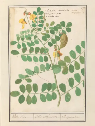 Linze (Lens culinaris)