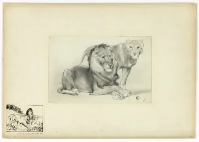 Lion and Lioness