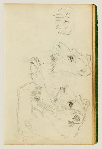 Lioness Head