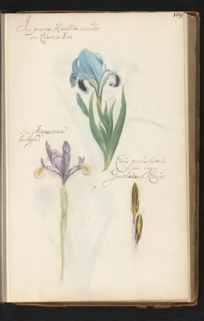 Lis (iris), Spaanse iris (Iris xiphium) en goudlakense krokus (Crocus angustifolius)