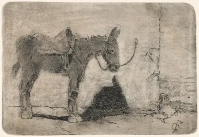 Little Donkey in Sunlight (Somarello al sole)
