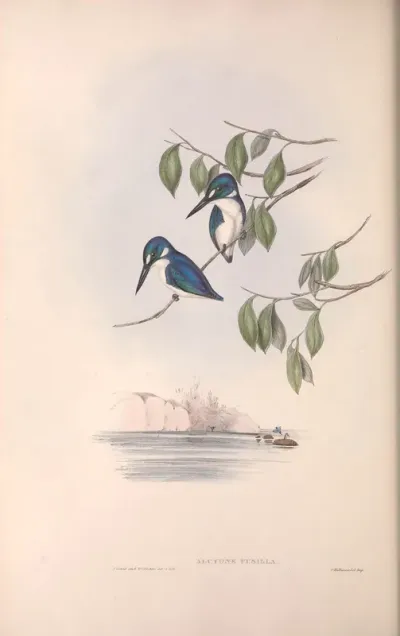 Little Kingfisher