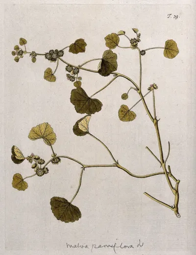 Little mallow (Malva parviflora L.): flowering and fruiting stem