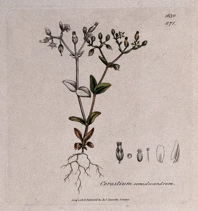 Little mouse-ear (Cerastium semidecandrum): flowering stem and floral segments