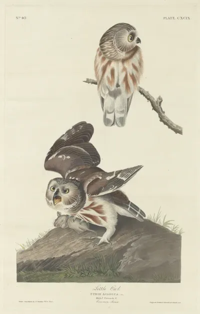 Little Owl