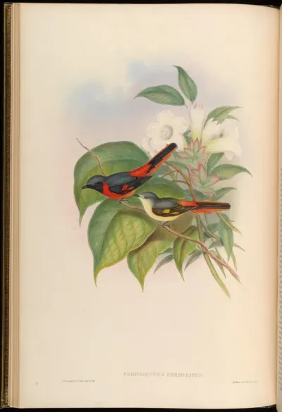 Little Pericrocotus