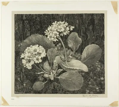 Little Plant in Moss, plate one from Flower Studies