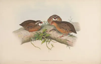 Little Red-billed Partridge
