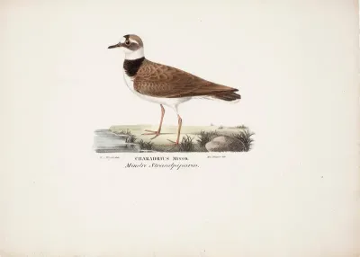 Little Ringed Plover