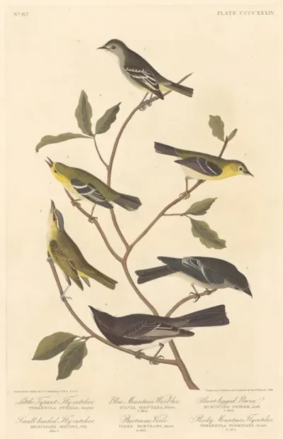 Little Tyrant Flycatcher, Small-Headed Flycatcher, Blue Mountain Warbler, Bartram's Vireo, Short-Legged Pewee, and Rocky Mountain Flycatcher
