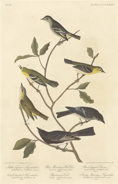 Little Tyrant Flycatcher, Small Headed Flycatcher, Blue Mountain Warbler