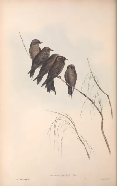 Little Wood Swallow
