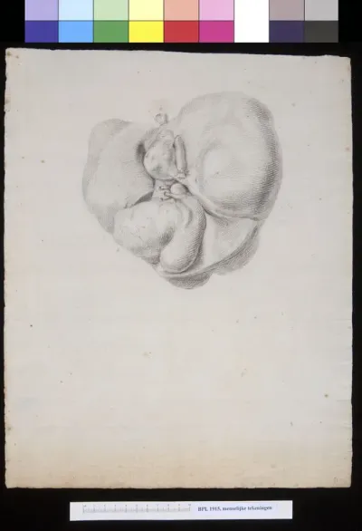 Liver