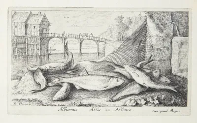 Løjen (Alburnus)