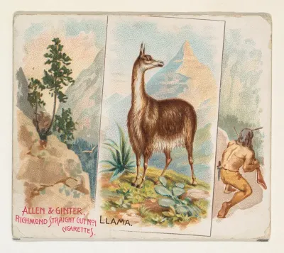 Llama, from Quadrupeds series (N41) for Allen & Ginter Cigarettes