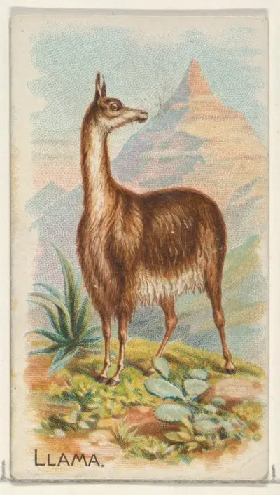 Llama, from the Quadrupeds series (N21) for Allen & Ginter Cigarettes