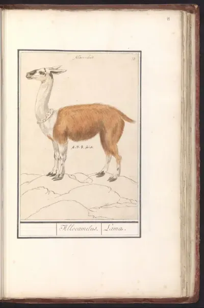 Llama (Lama glama)
