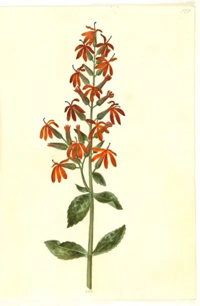 Lobelia cardinalis (kardinal-lobelie)