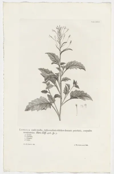 Lobelia cliffortiana