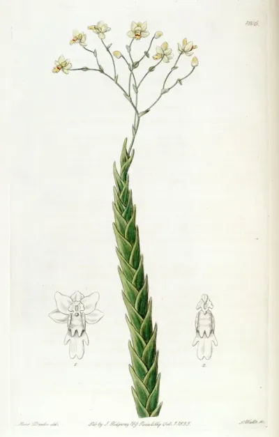 Lockhartia acuta