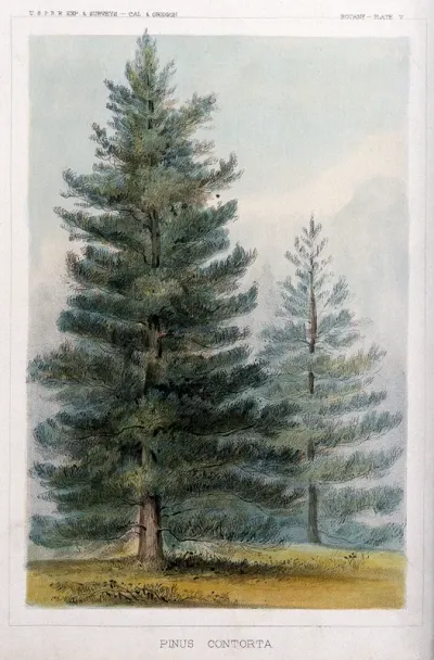 Lodge-pole pines (Pinus contorta Douglas ex Loudon): two trees in open landscape