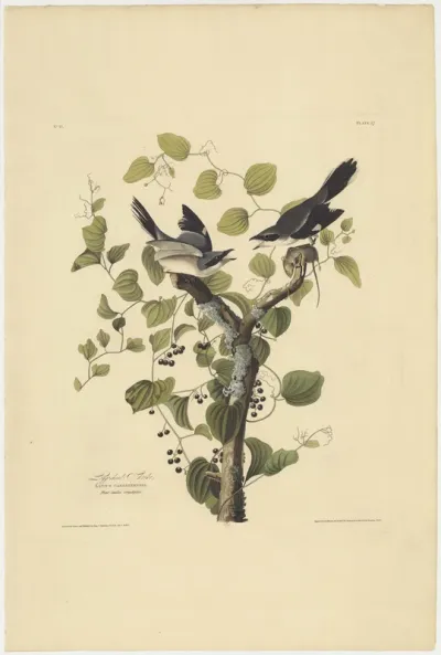 Loggerhead Shrike