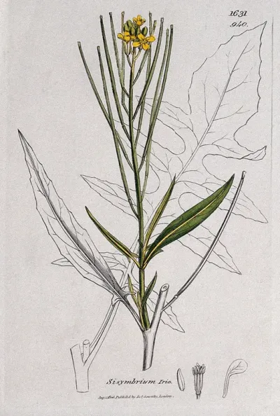 London rocket (Sisymbrium irio): flowering stem, leaf and floral segments