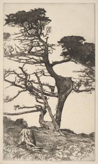 Lone Tree