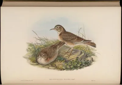 Long-billed Calandre