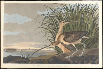 Long billed Curlew