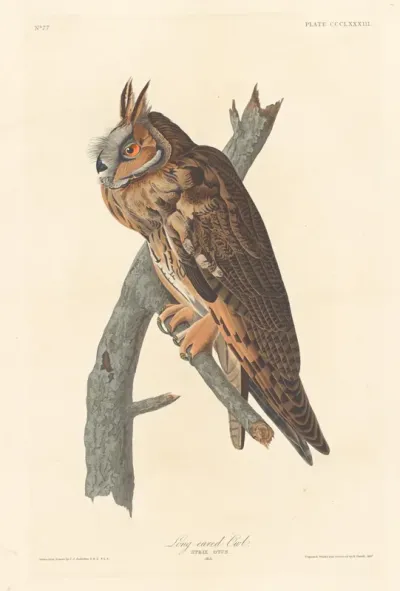 Long-eared Owl