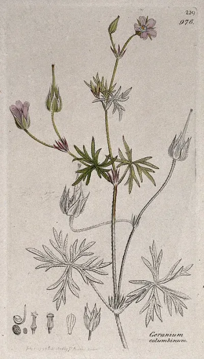 Long-stalked cranesbill (Geranium columbinum): flowering stem and floral segments