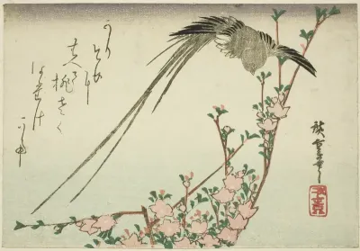 Long-tailed bird and peach blossoms
