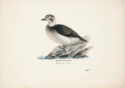 Long-Tailed Duck, Female
