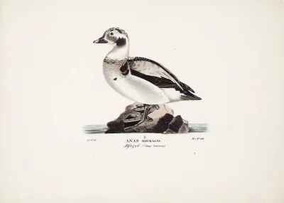 Long-tailed Duck, Young Male