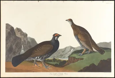 Long tailed or Dusky Grouse