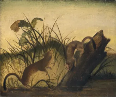 Long Tailed Weasel