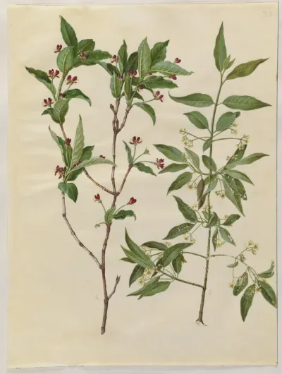 Lonicera alpigena (alpe-gedeblad); Euonymus europaeus (almindelig benved)
