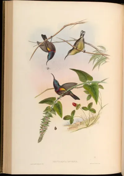 Loten's Sun-bird