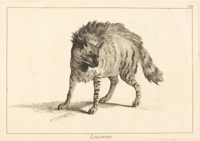Loucervier (Hyena)