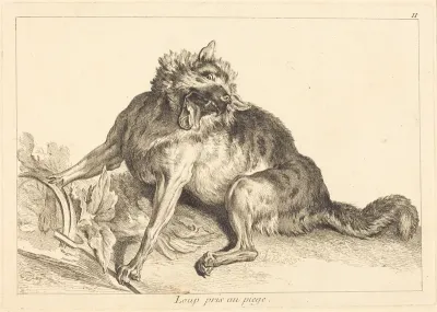 Loup pris au piege (Wolf Caught in a Trap)