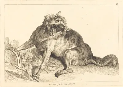 Loup pris au piege (Wolf Caught in a Trap)