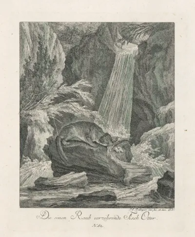 Loviaca ondatra