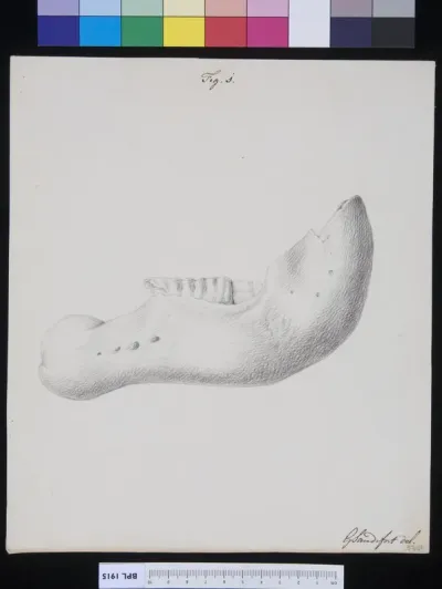 Lower jaw (bovine?)