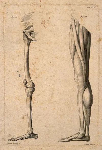 Lower limb: two figures, showing the bones and muscles of the leg