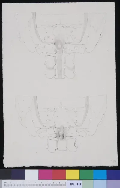 Lower vertebrae
